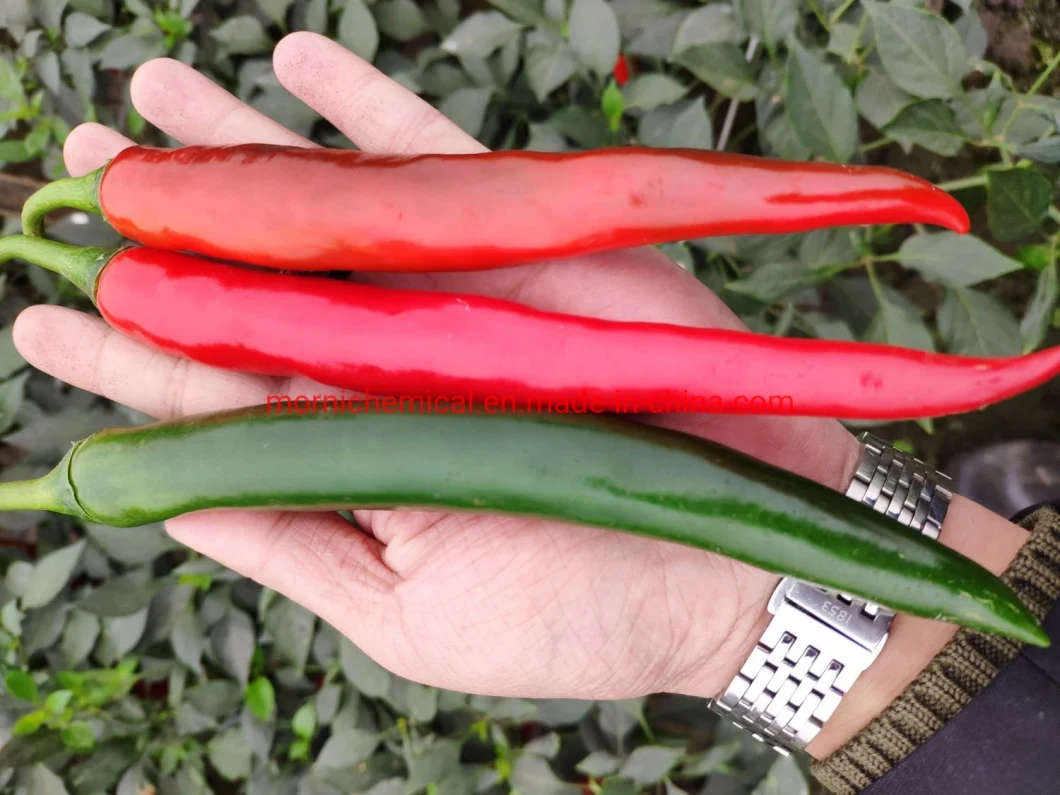 F1 Hybrid High Yield Hot Pepper Seeds for Plant