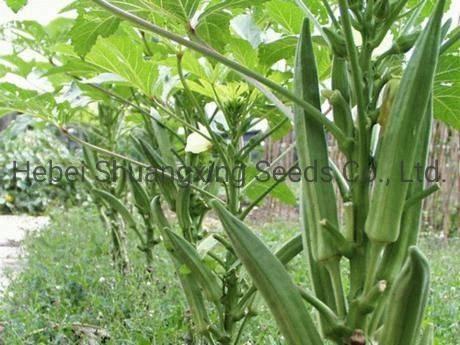 Planting Seeds Hybrid Okra Seeds Vegetable Seeds