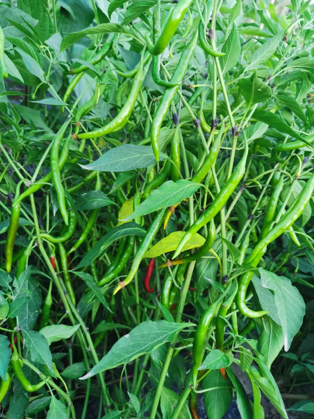 Suntoday Green Hot Chilli Upper Seeds