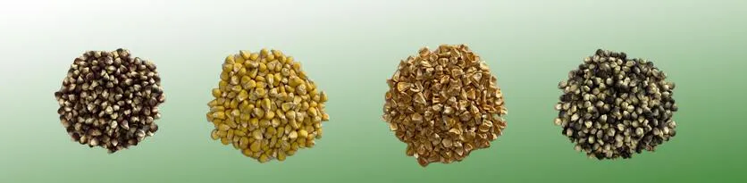 High Quality Hybrid Super Sweet Yellow Corn Seeds