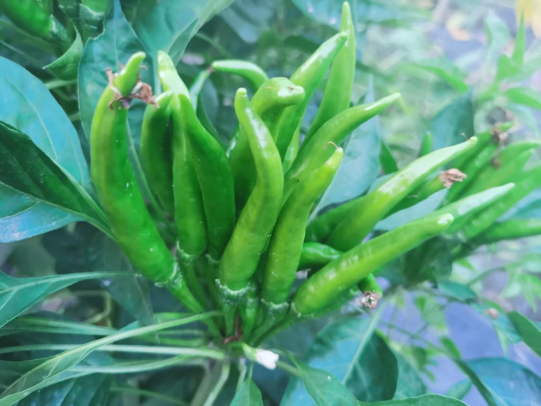 Suntoday Green Hot Chilli Upper Seeds