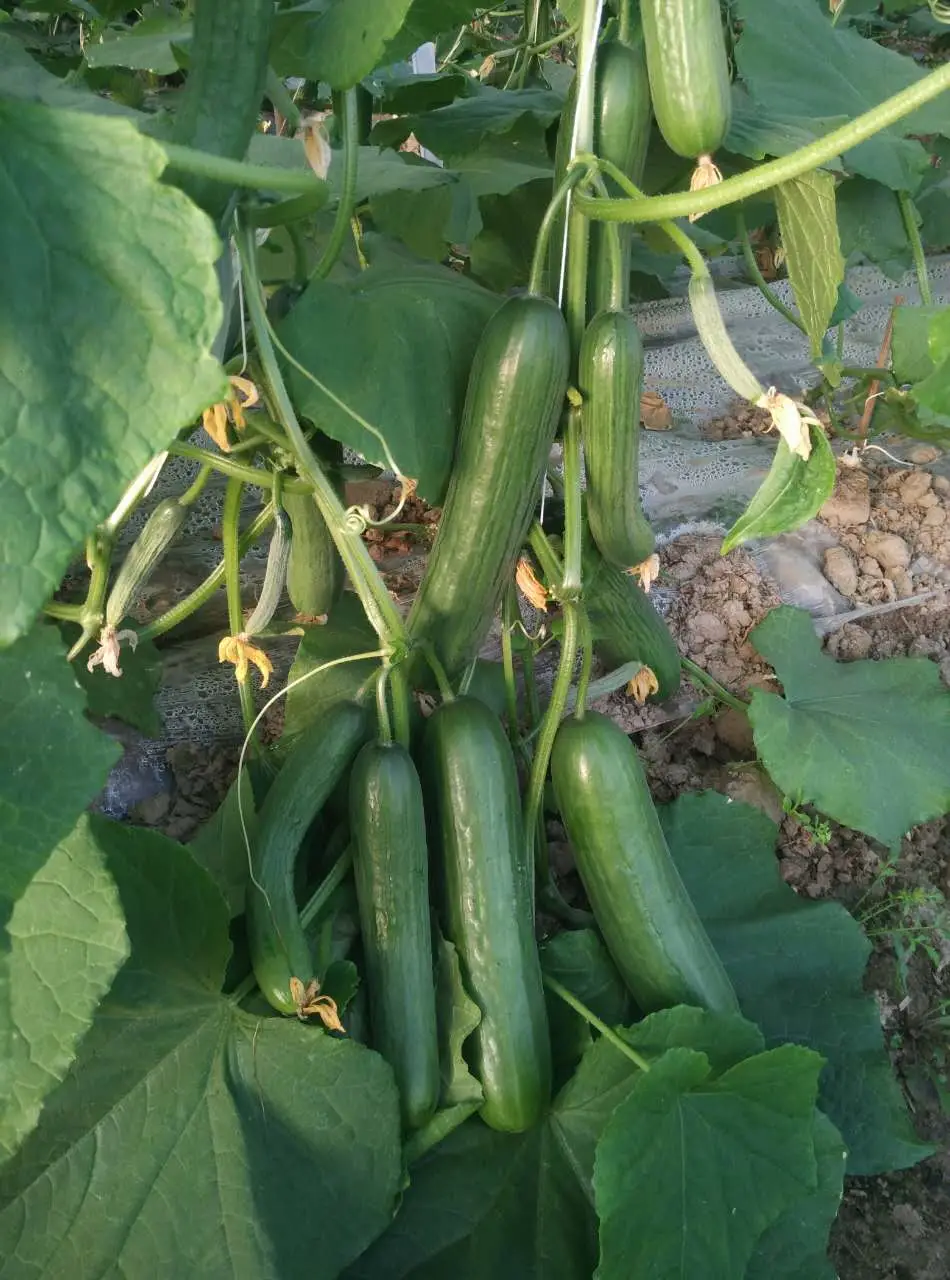 Heat Resistant Hybrid Fruit Cucumber Seeds Can for Summer Growing-Hot King No. 2