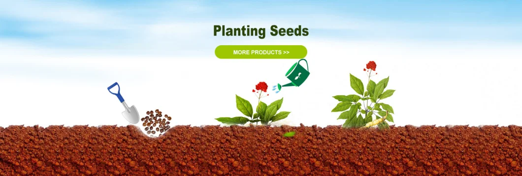 S501 Qing La Jiao Healthy Vegetable Seeds Green Pepper Seed