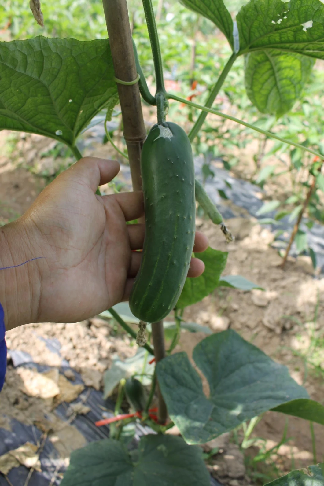 HD Less Spots Green Cucumber Seeds