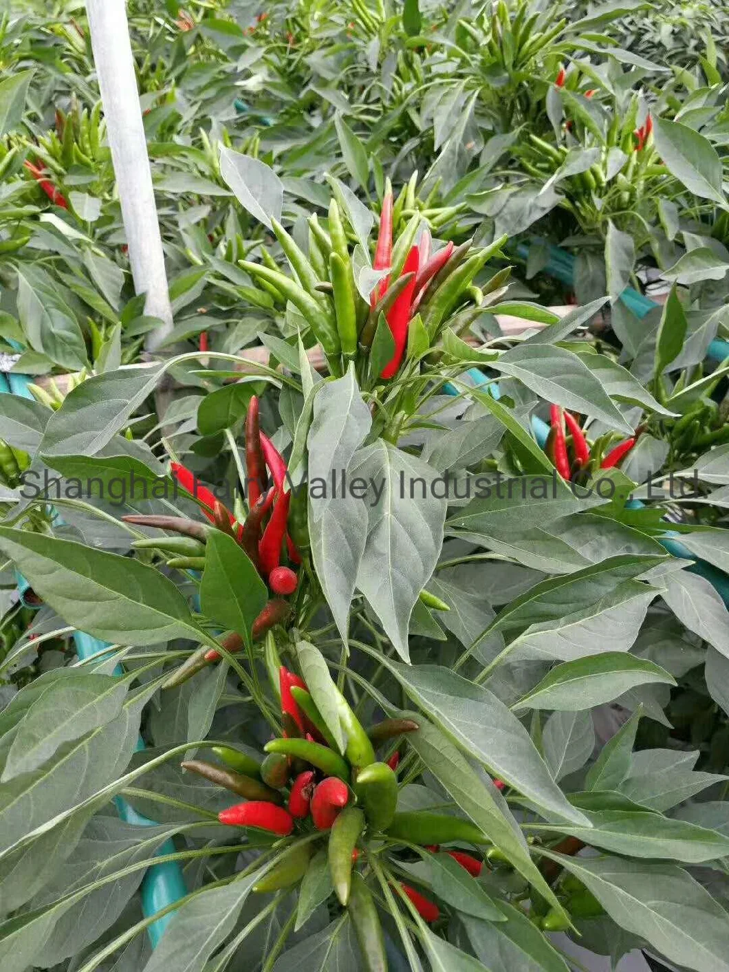 Hybrid F1 Red Cluster Pepper Chilli Seeds Vegetable Seeds for Growing-Sky King Star No. 2
