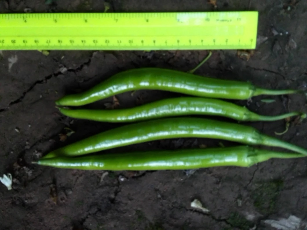 HD Capsicum Yellow-Green Color Long Chili Pepper Seeds