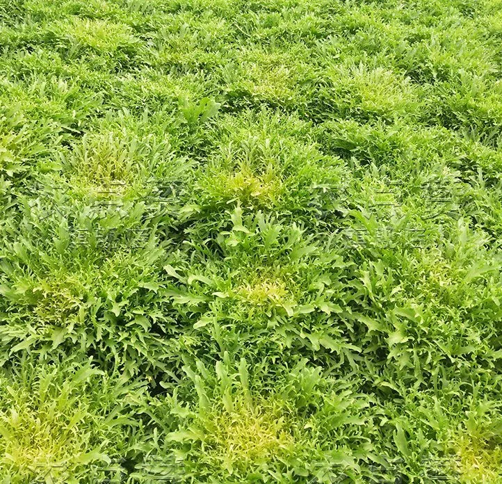 Bitter Chrysanthemum Seed Lettuce Salad Cold Vegetable Seed