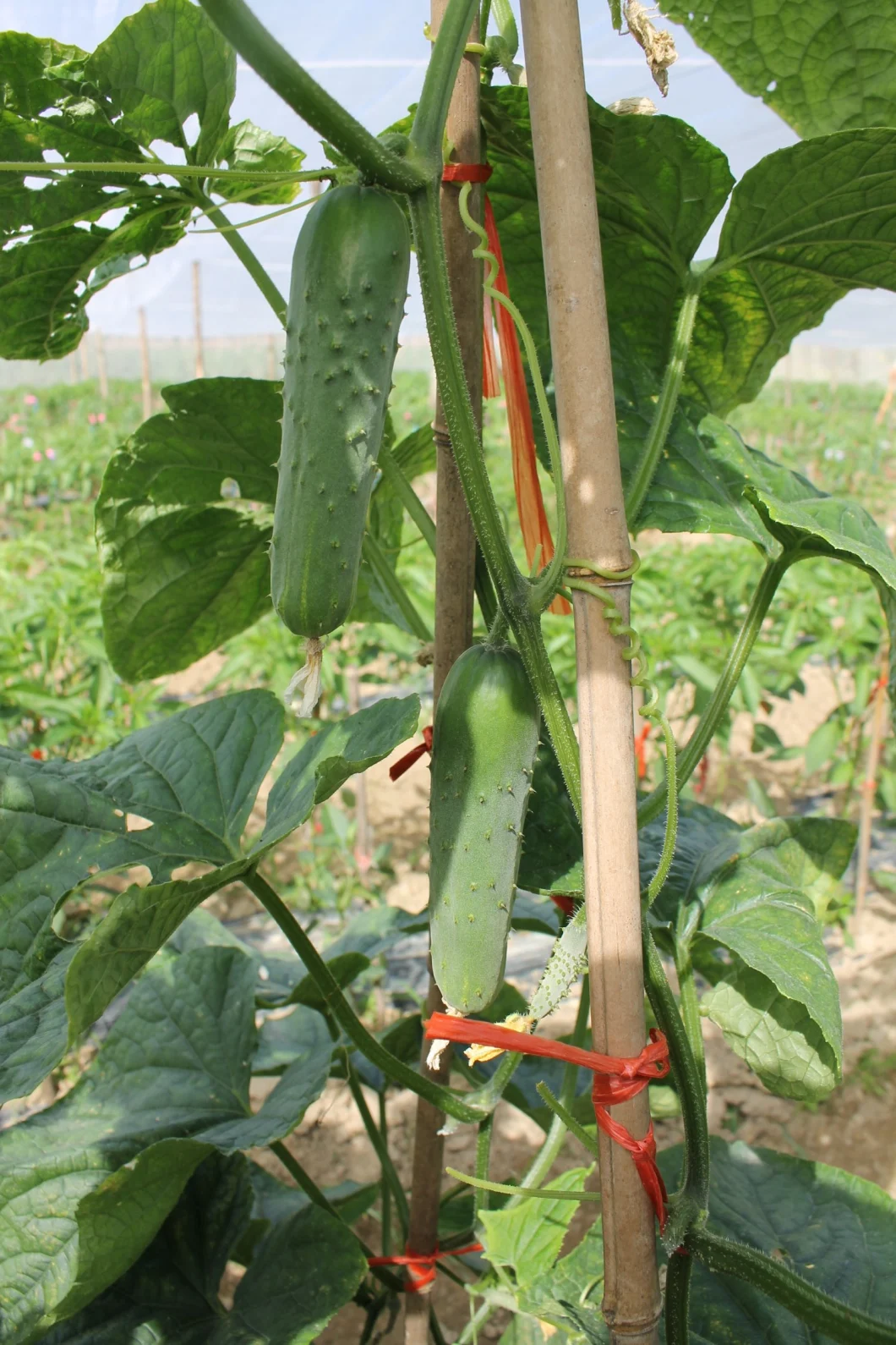 HD Less Spots Green Cucumber Seeds