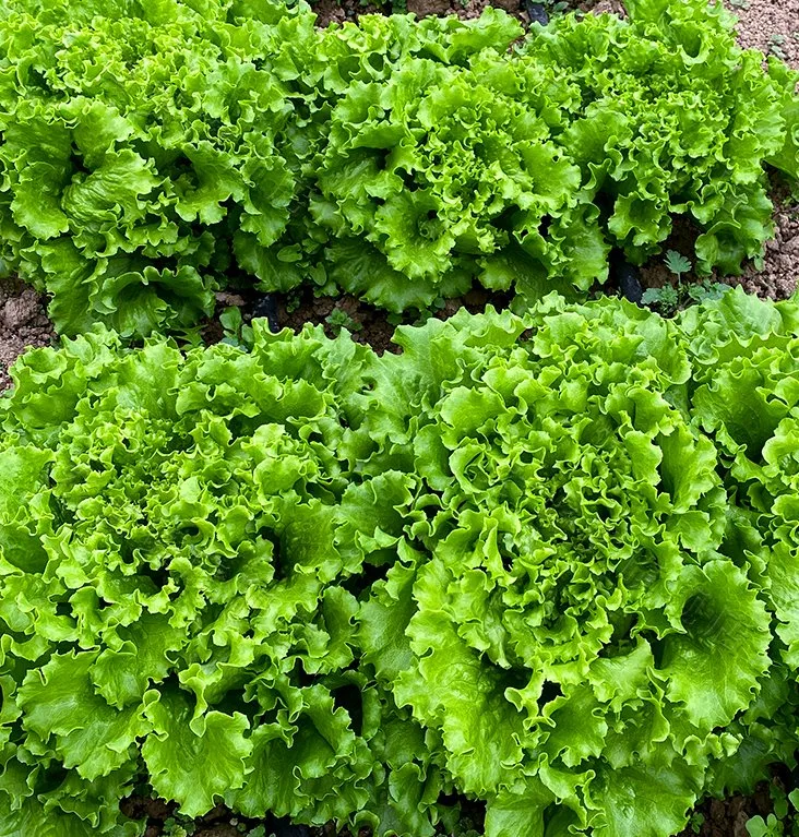 High Speed Lettuce for Salad Seeds