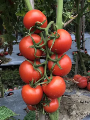 トマト病害Ty1およびTy3aに耐性のある野菜の種子の播種