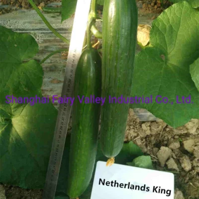 高密度中国ハイブリッド F1 キュウリの種子、長さ 30 ～ 35 cm、オランダ栽培