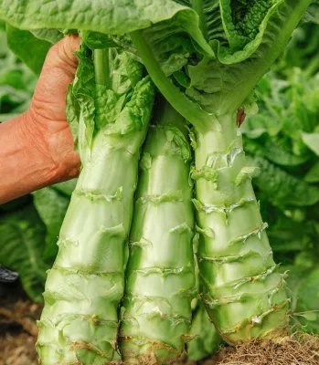 大きな緑色の殻を持つレタスの種、中国野菜の種