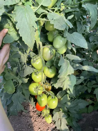 究極の大きな楕円形のハイブリッドトマトの種子、野菜の種子の播種