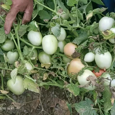 ハイブリッドトマトの種や野菜の種を定植するための大型耐熱楕円形