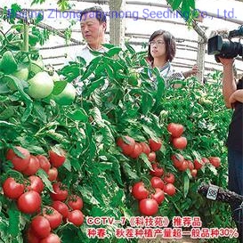 F1 ハイブリッド温室ピンクの外来性野菜の種子植栽用トマトの種子