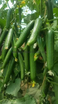 HD Cucumis Green Beauty ロングキュウリ種子播種用