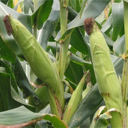 甘くてねばねばした黄色いトウモロコシの種