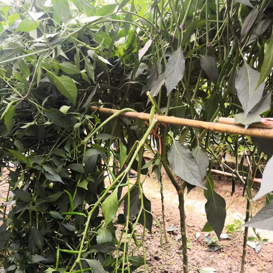 イエローペッパーHDトウガラシの種子（植栽用）