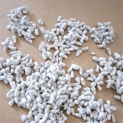 Mian Hua 植栽用の卸売高発芽 F1 ハイブリッド綿の種子