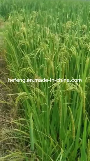 高収量農園用米・種籾