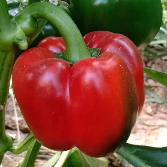 栽培用のF1赤ピーマンハイブリッド種子